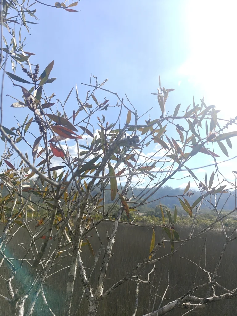 Melaleuca Quinquenervia