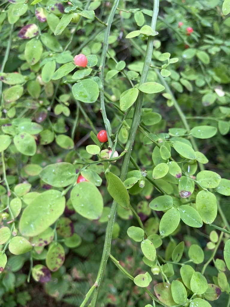 Vaccinium Parvifolium