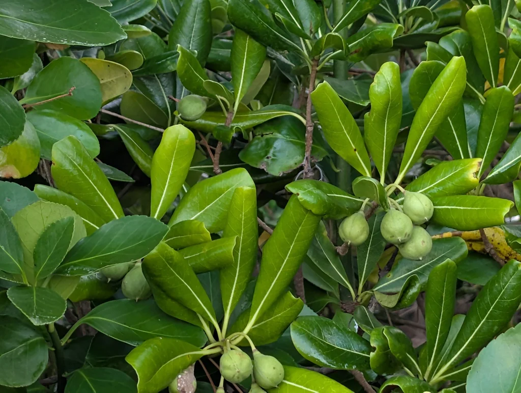 Pittosporum Tobira