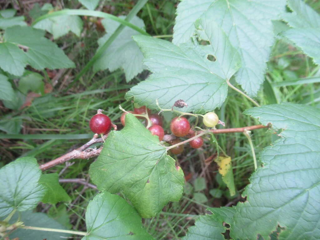 Ribes Nigrum