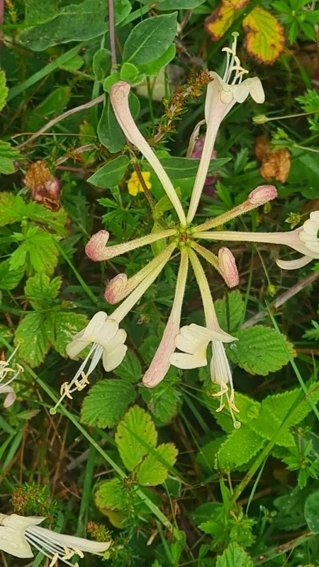 Lonicera periclymenum