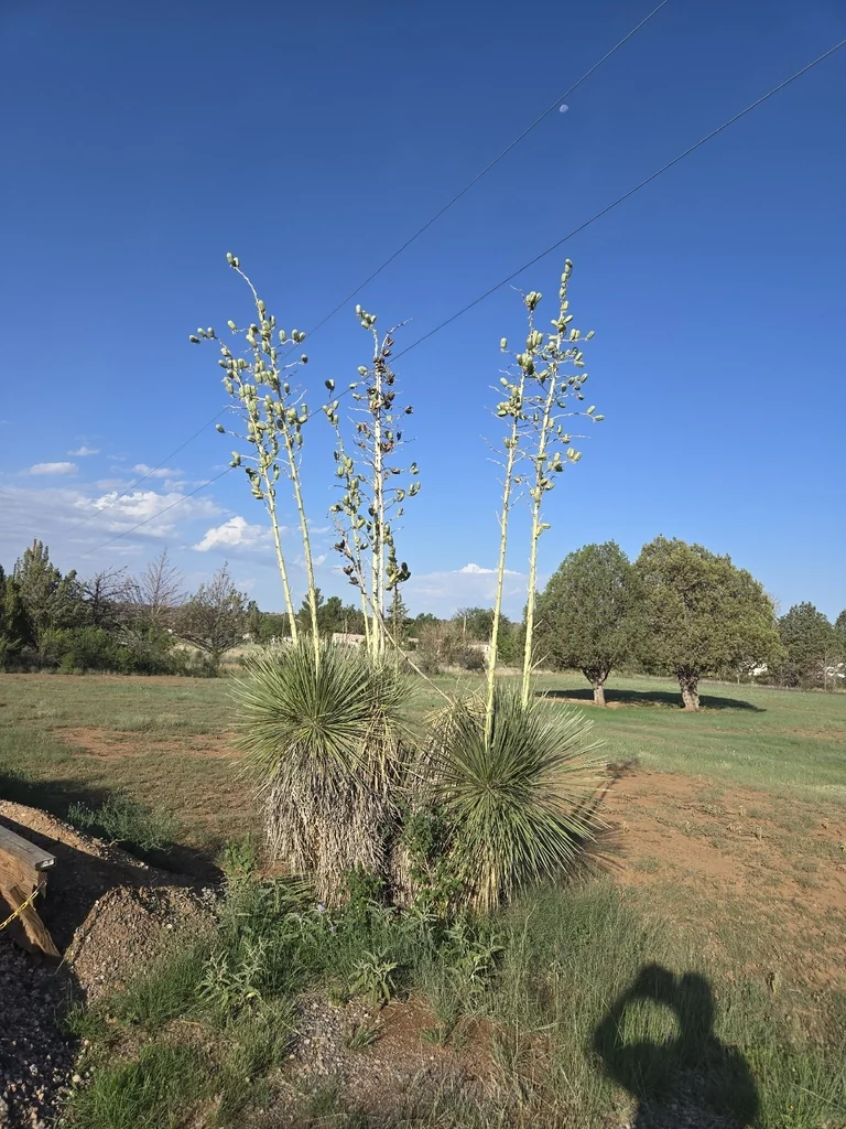 Yucca Elata