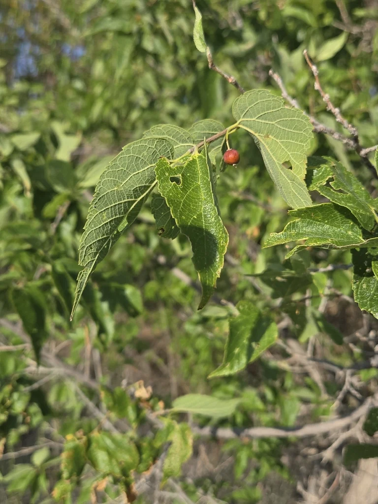 Celtis Reticulata