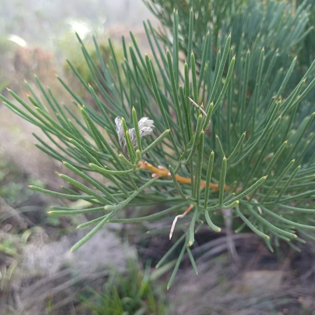 Hakea Suaveolens