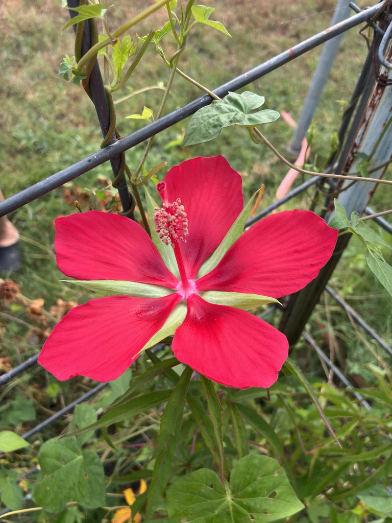 Hibiscus Coccineus