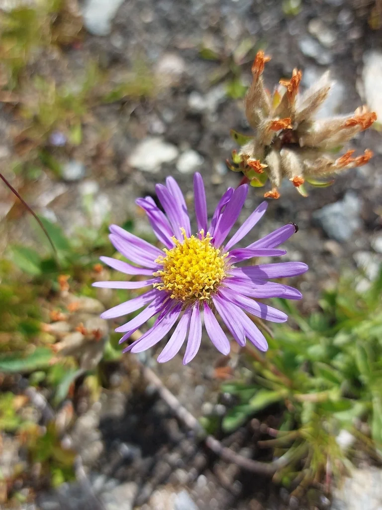 Aster alpinus