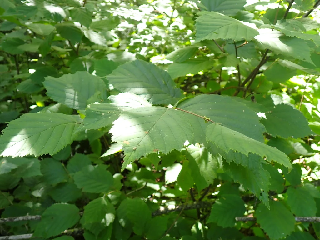 Corylus Cornuta