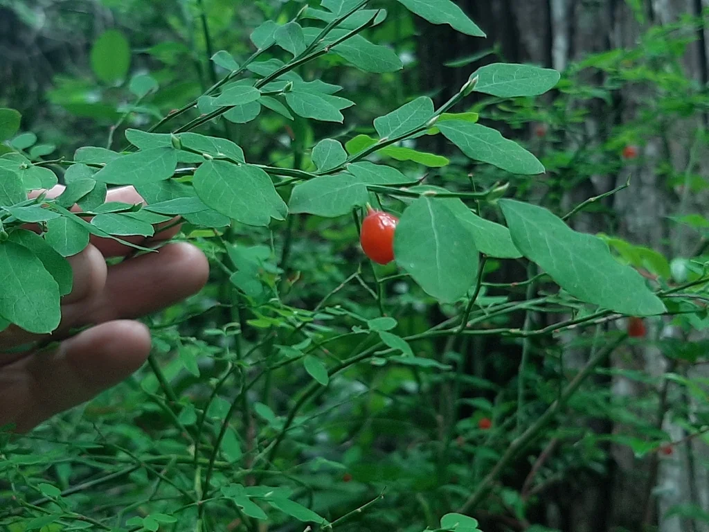 Vaccinium Parvifolium