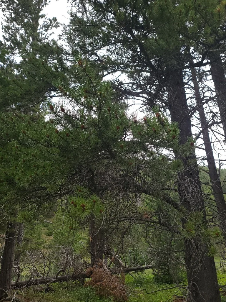 Pinus Contorta