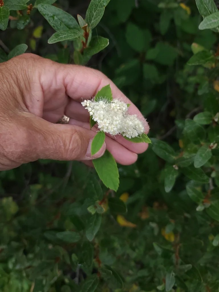 Spiraea Betulifolia Var. Lucida
