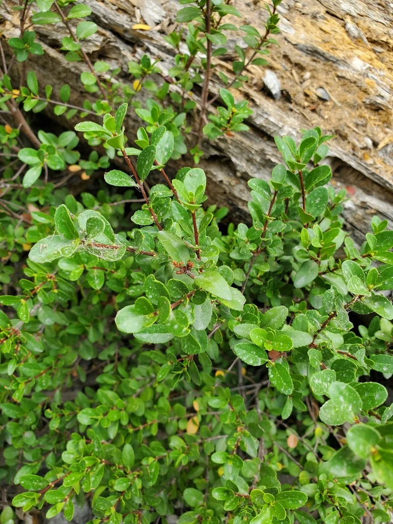 Paxistima Myrsinites