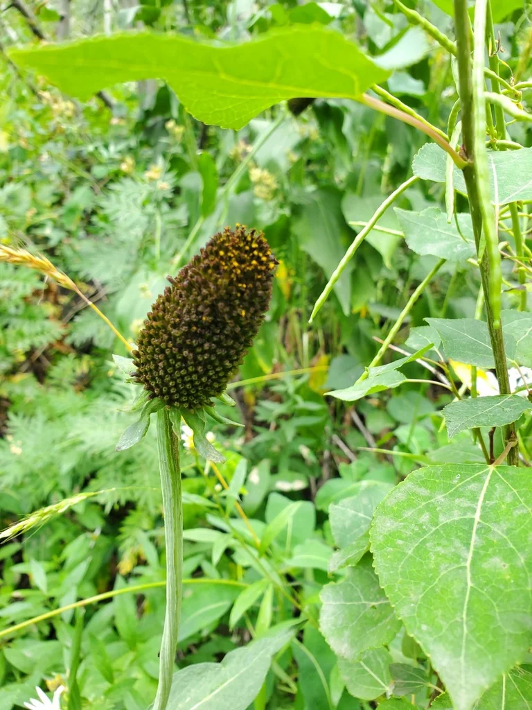 Rudbeckia Occidentalis