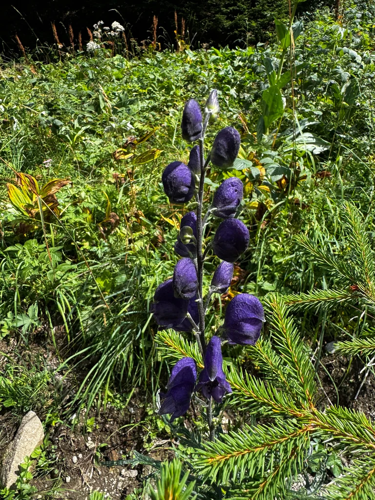 Aconitum Napellus