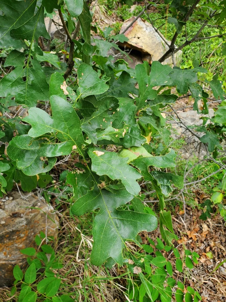 Quercus Gambelii
