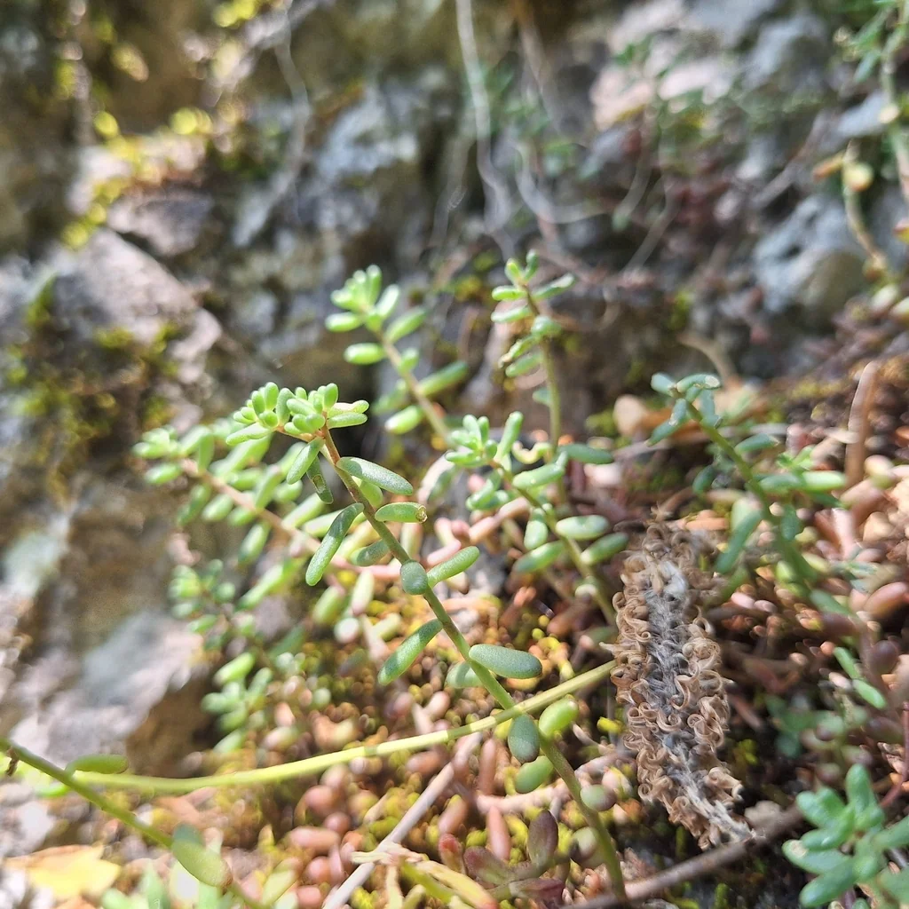 Sedum Album