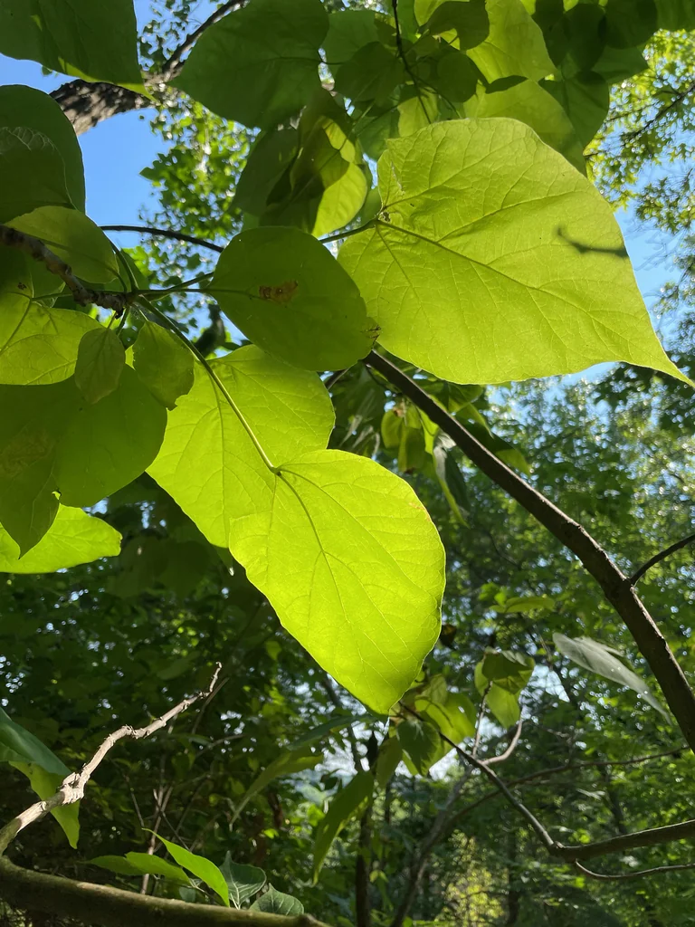 Catalpa Speciosa