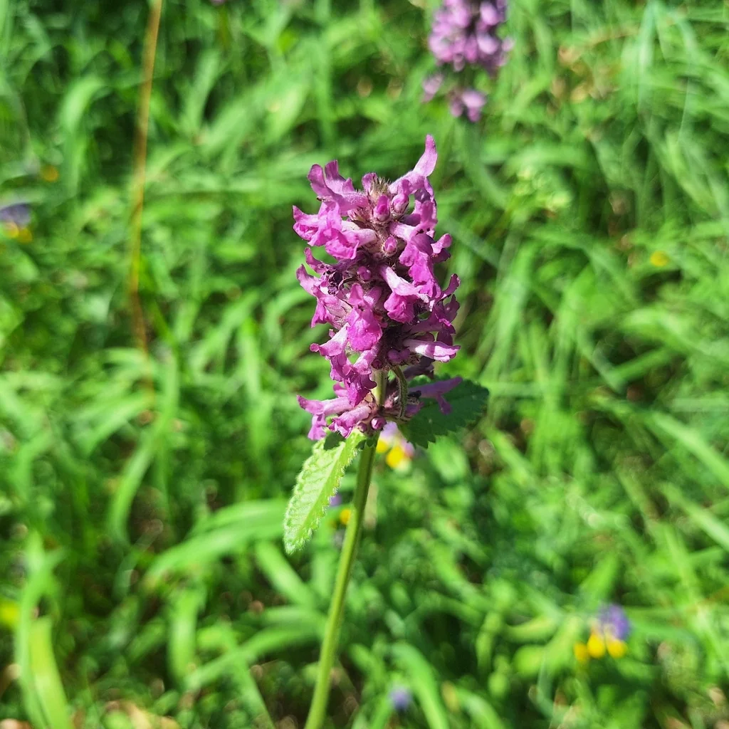 Stachys Officinalis