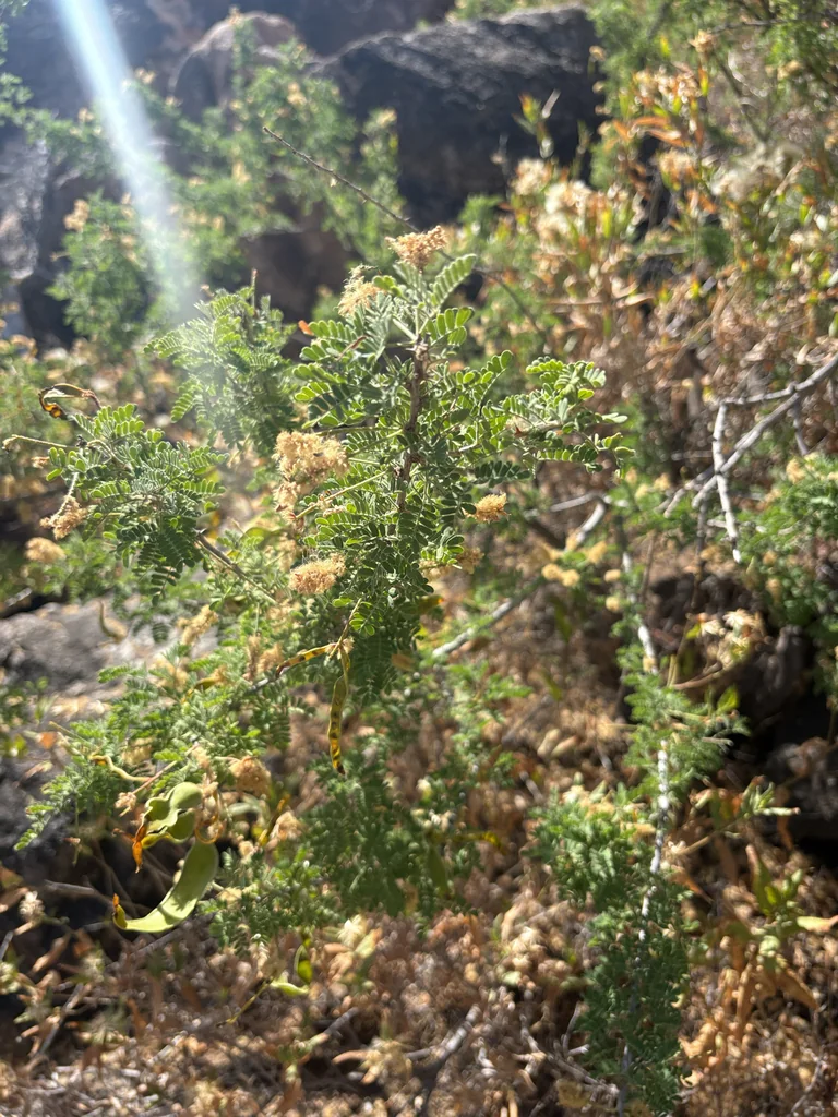 Acacia Greggii