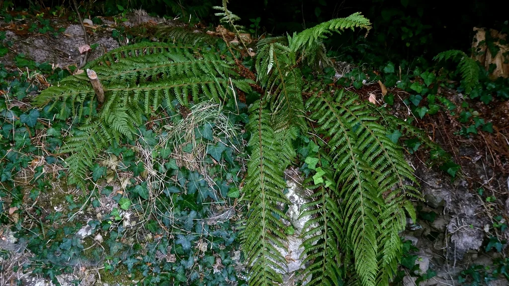 Polystichum Setiferum