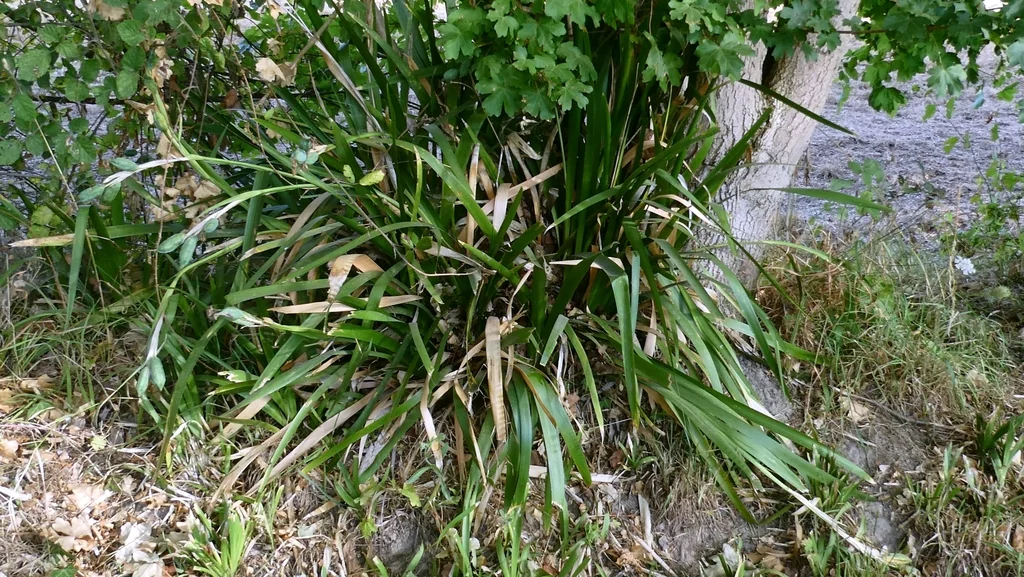 Iris Foetidissima
