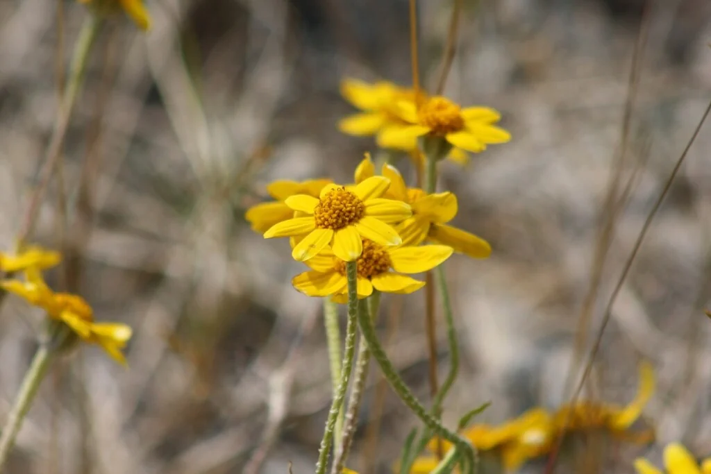 Eriophyllum Lanatum