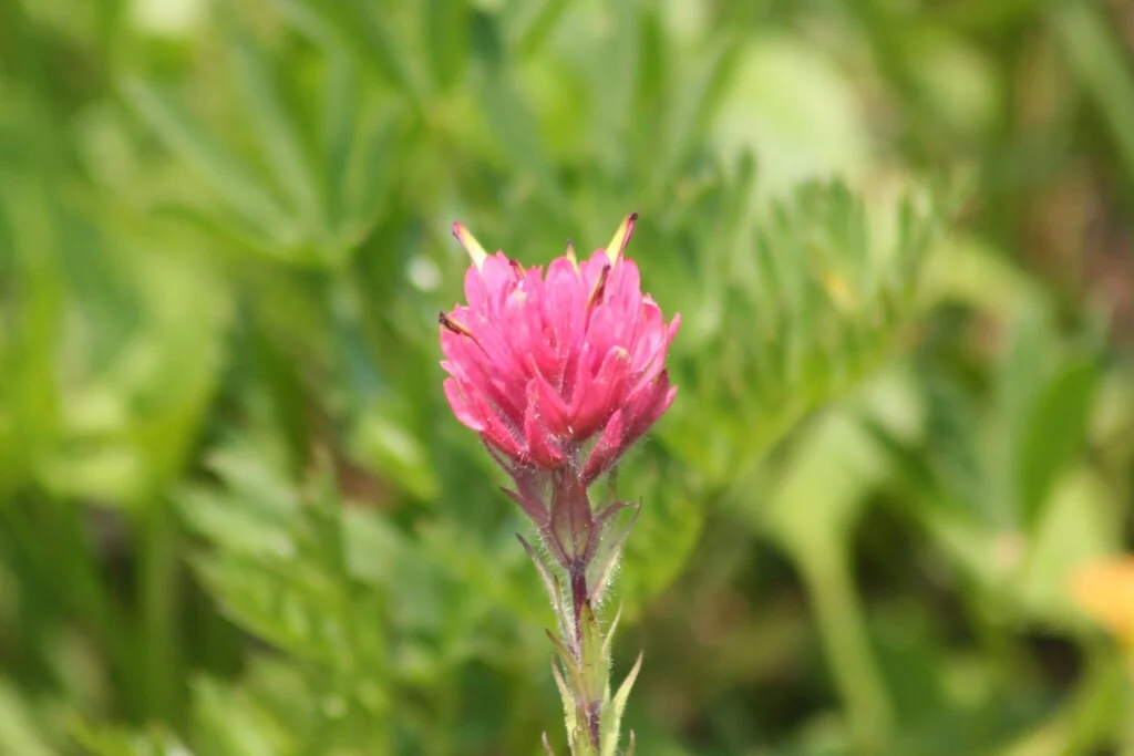 Castilleja Parviflora