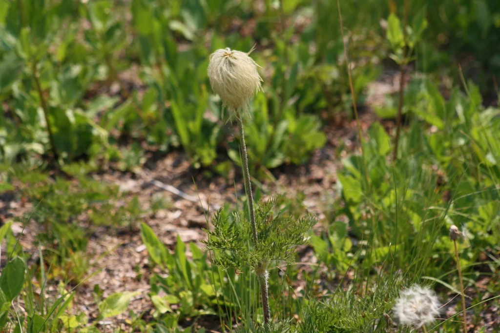 Anemone Occidentalis