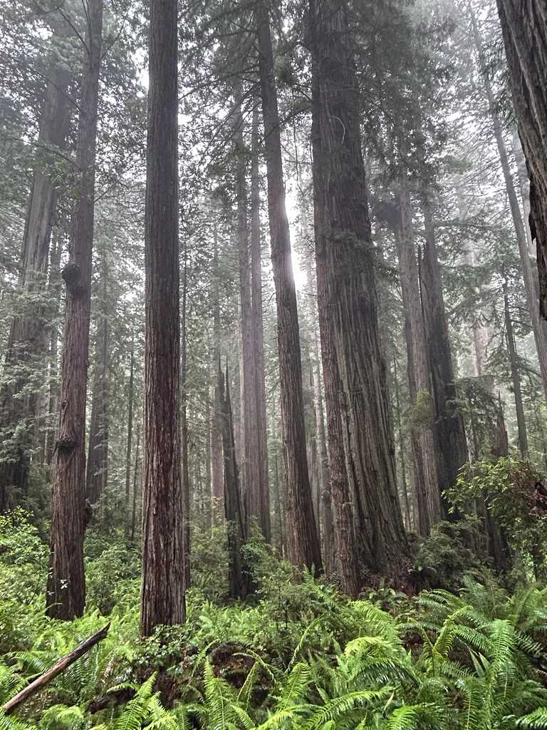 Sequoia sempervirens
