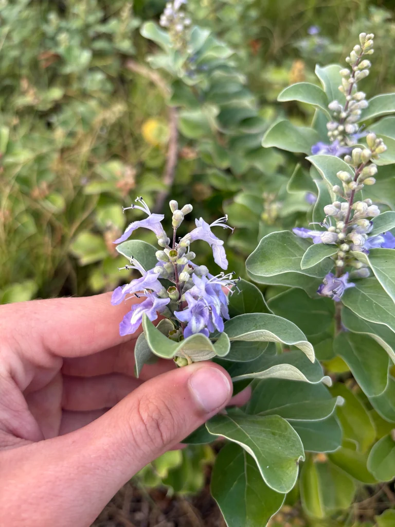 Vitex Rotundifolia