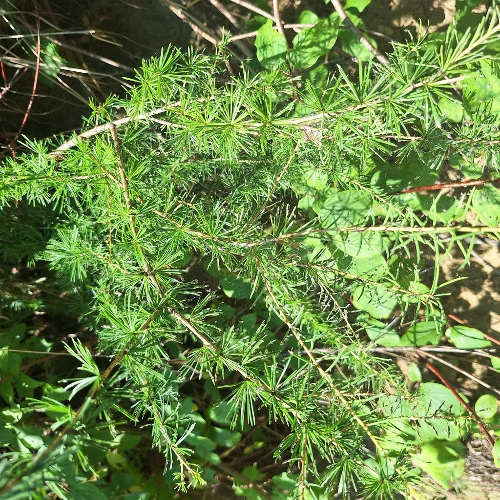 Larix Decidua