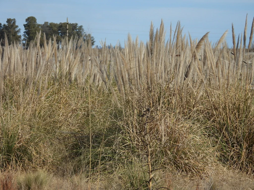 Cortaderia Selloana