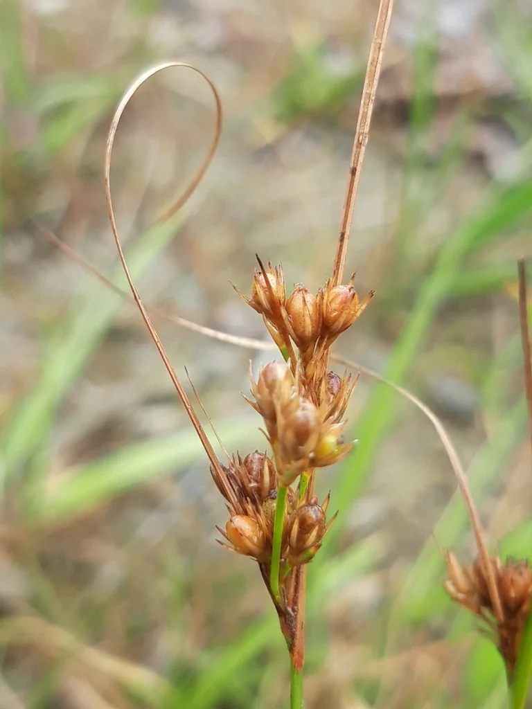 Juncus Tenuis