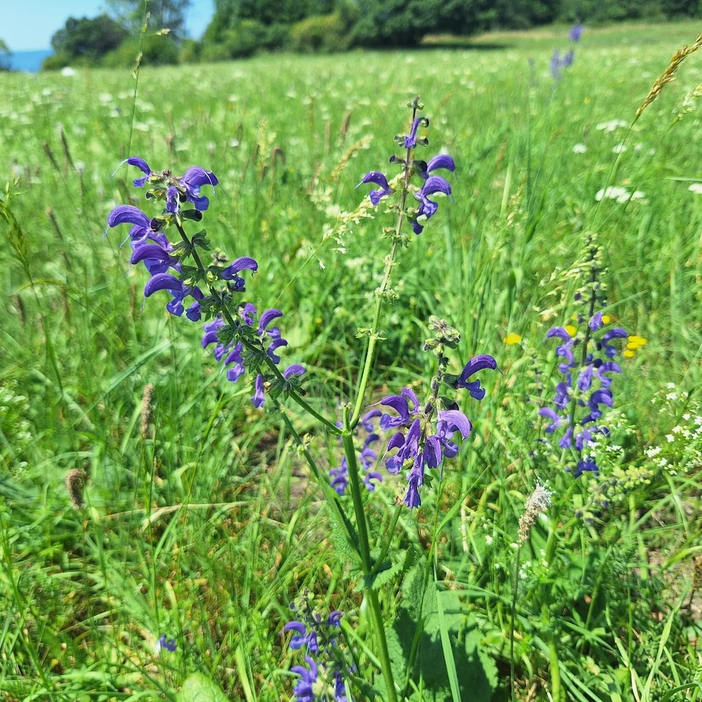 Salvia Pratensis