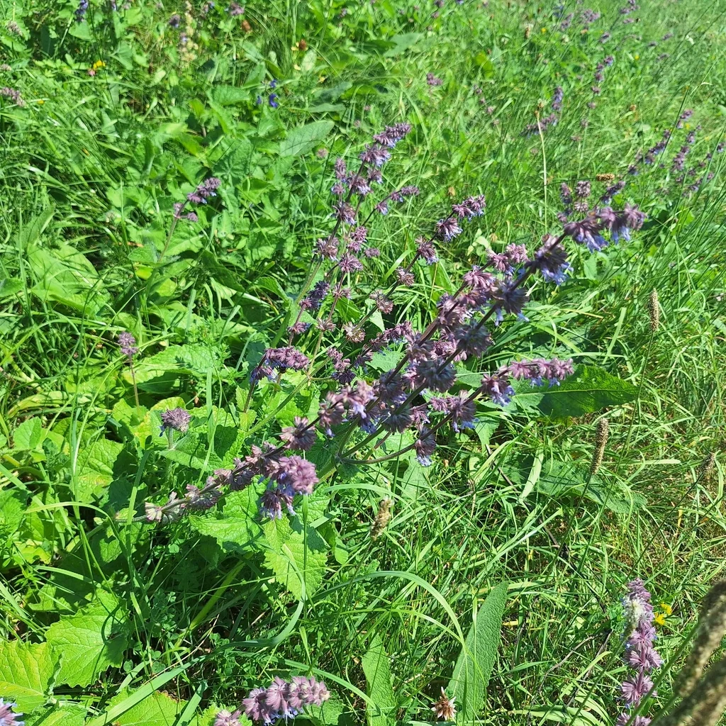 Salvia Verticillata