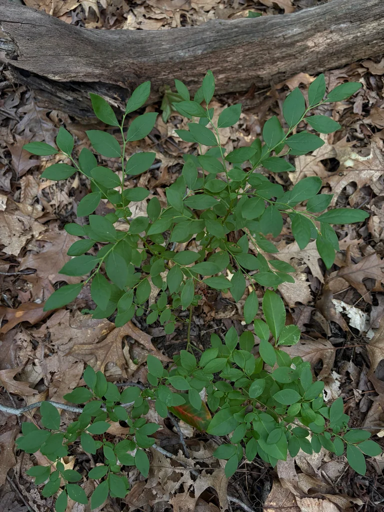 Vaccinium Pallidum