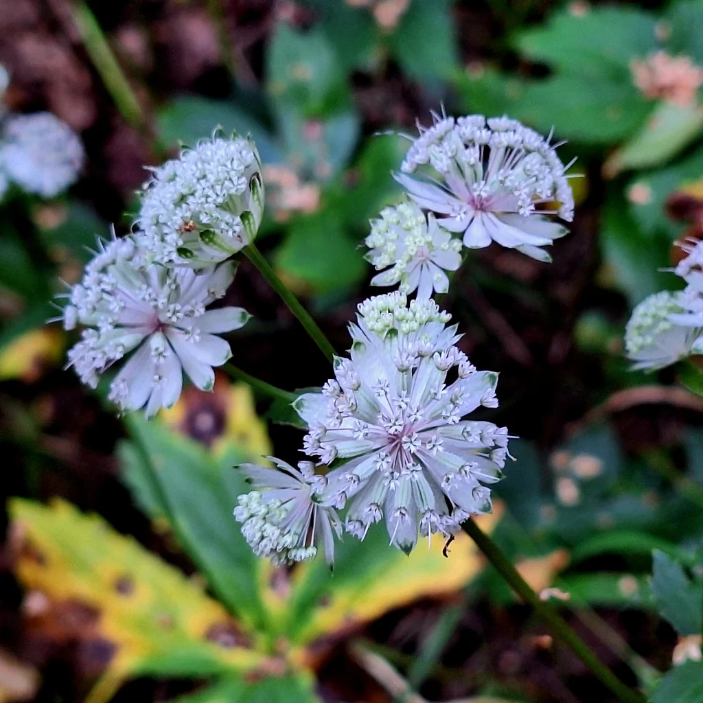 Astrantia Major
