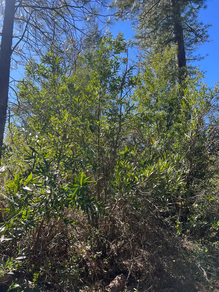 Umbellularia Californica