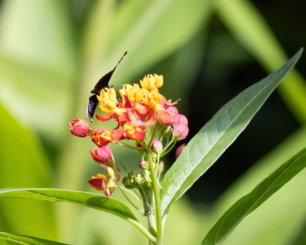 Asclepias Curassavica