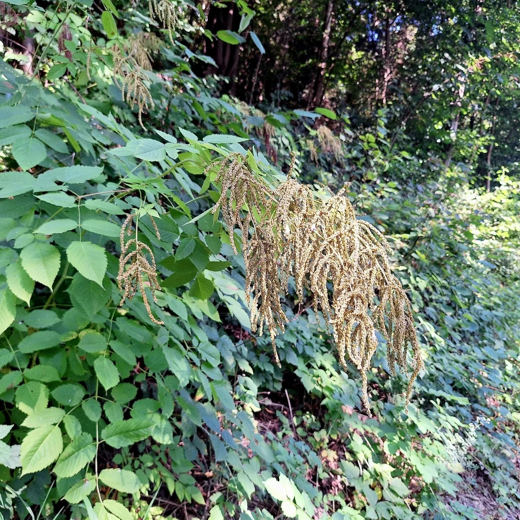 Aruncus Dioicus