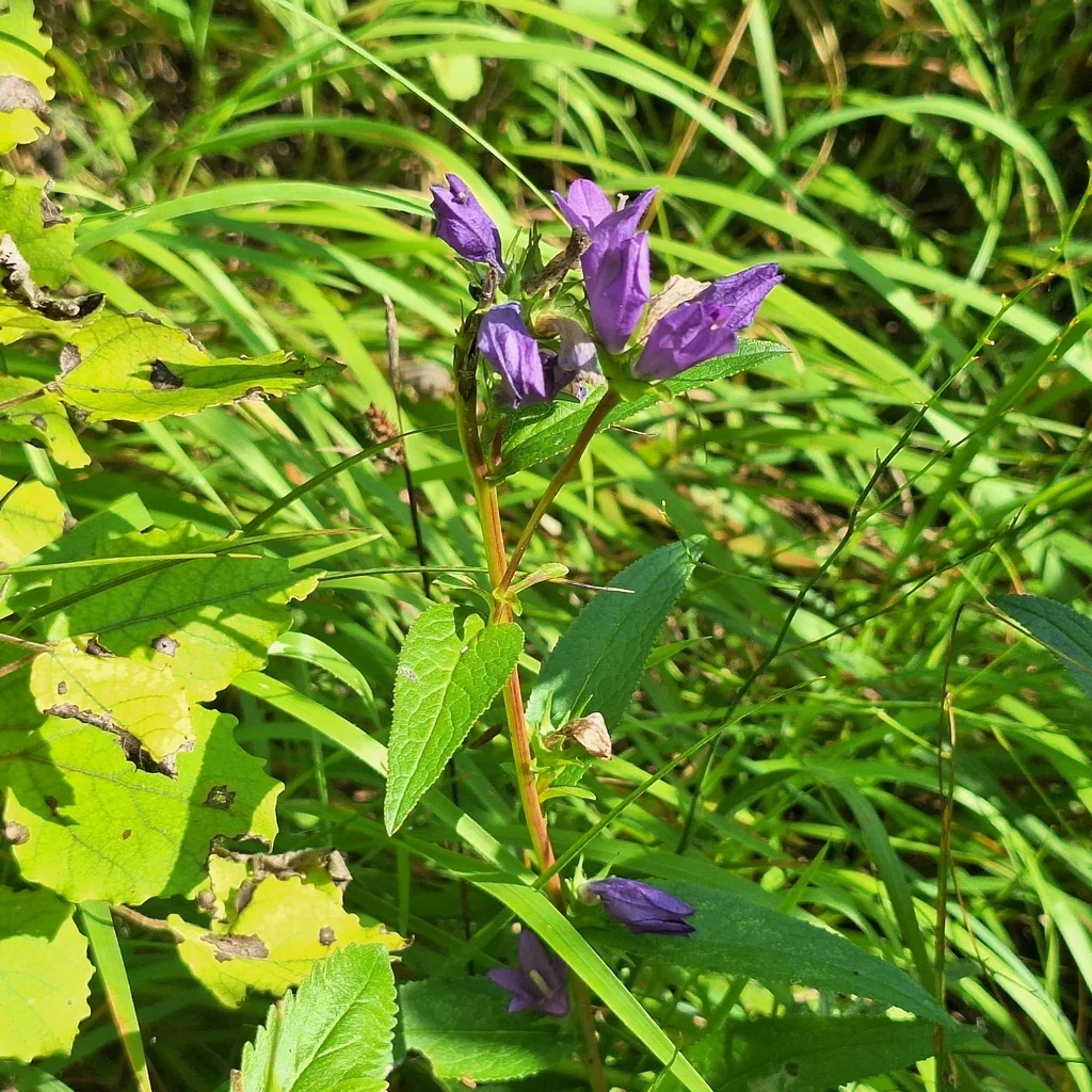 Campanula glomerata