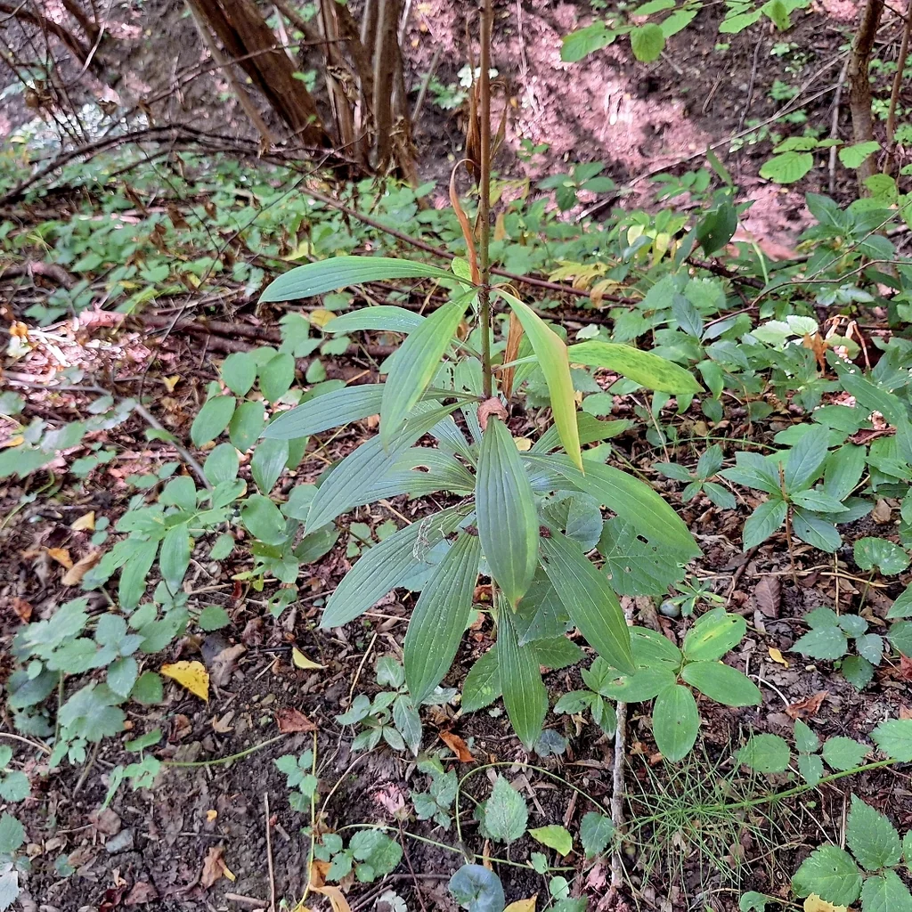 Lilium Martagon