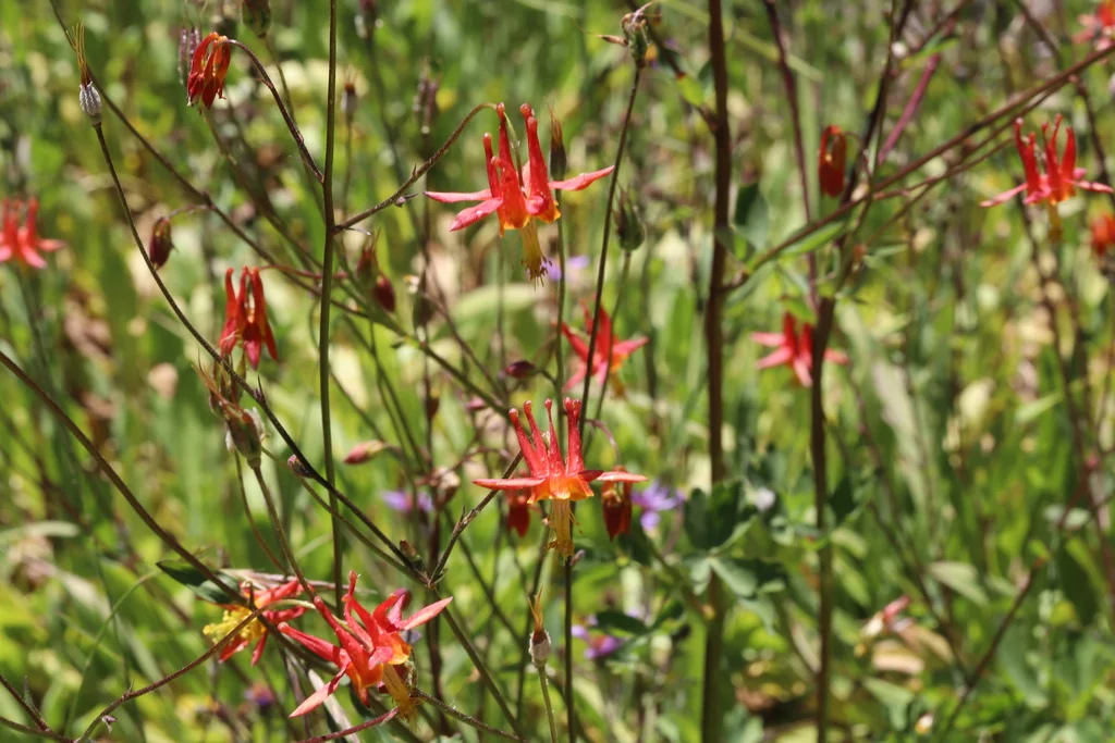 Aquilegia Formosa