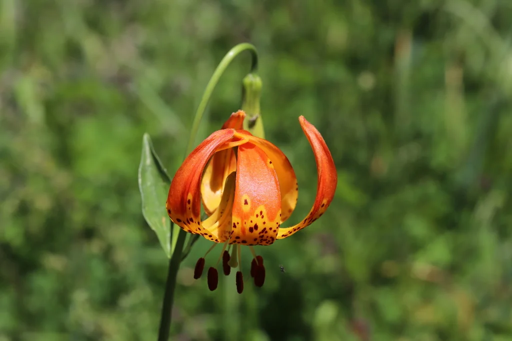 Lilium Pardalinum