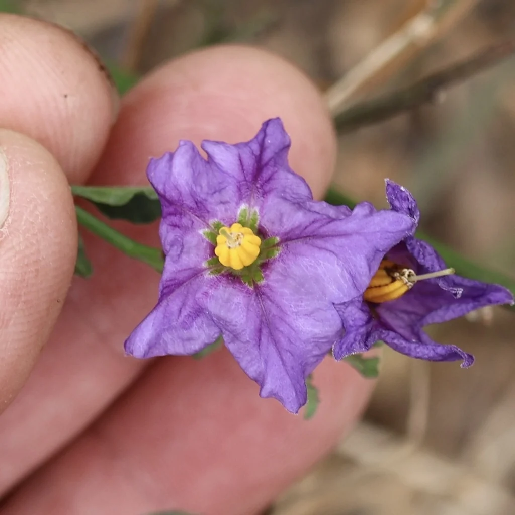 Solanum Umbelliferum