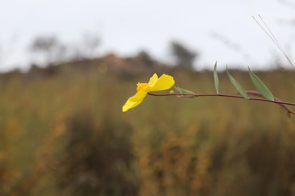 Dendromecon Rigida