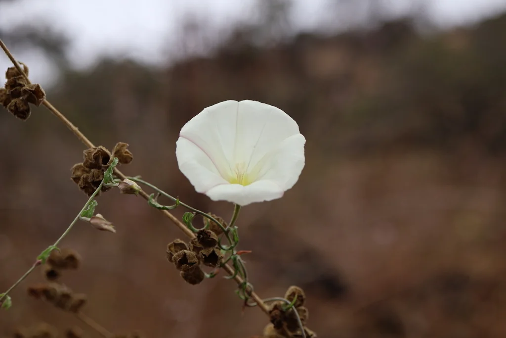 Calystegia Macrostegia