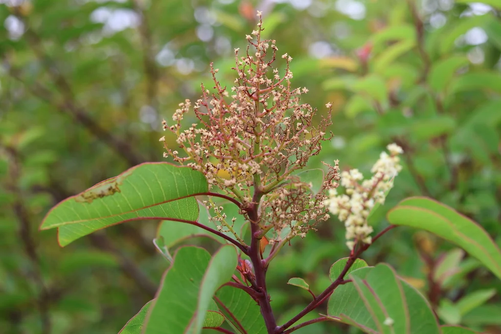 Malosma Laurina