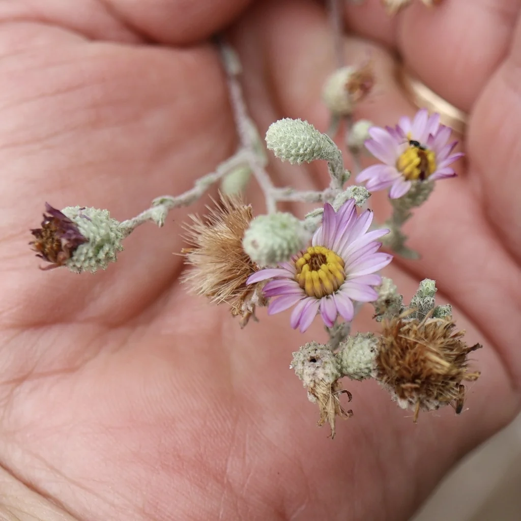 Lessingia Filaginifolia
