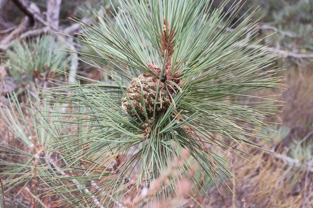 Pinus Torreyana