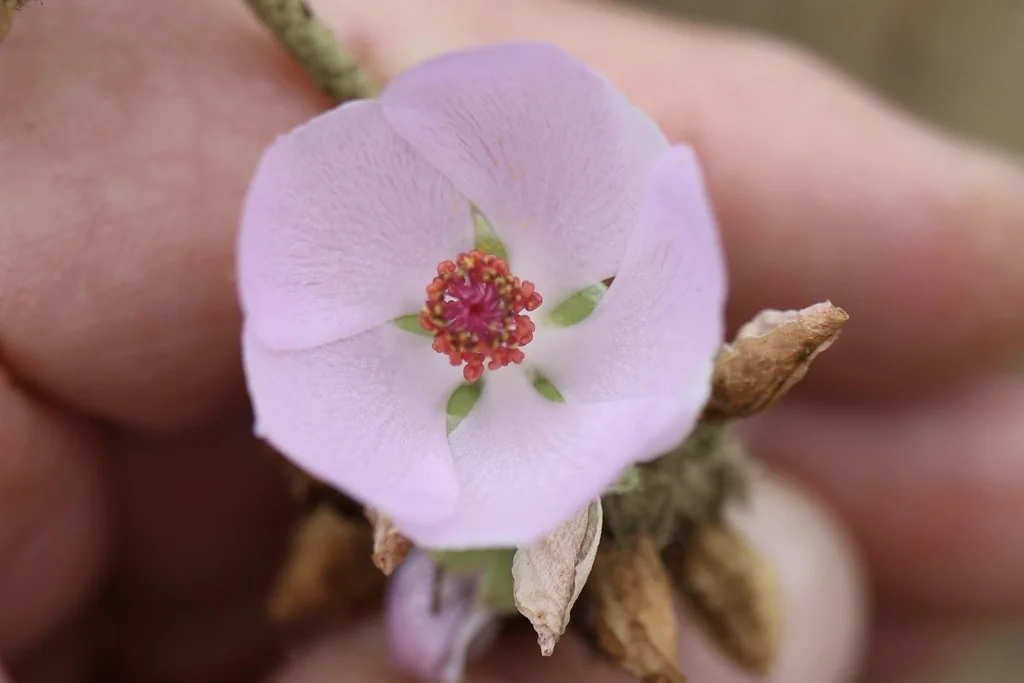 Malacothamnus Fasciculatus